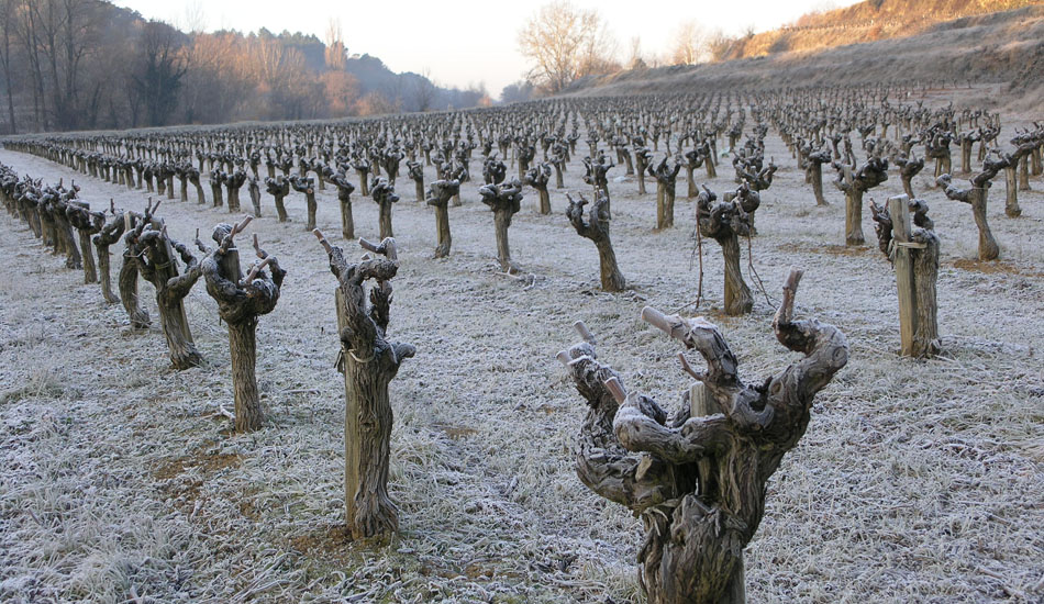 Vignes sous la neige